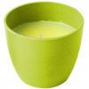 Product image 3 of the product “Citronella Kerze mit natürlichem Citronella-Öl, farblich sortiert ”