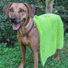 Product image 3 of the product “Hundehandtuch Pet Towel ”