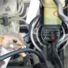 Product image 4 of the product “Marder-Frei Auto ”