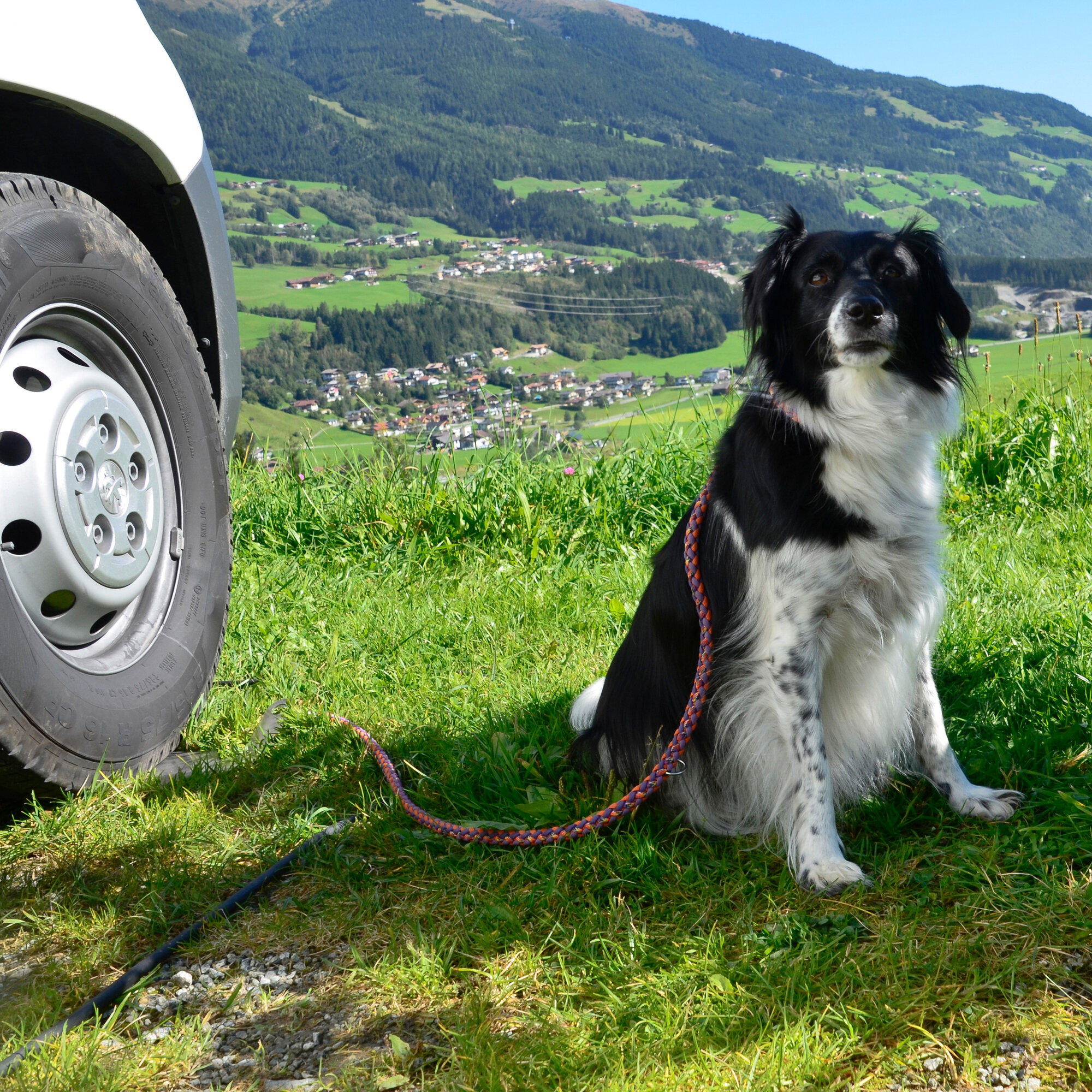 Artikelbild 2 des Artikels “Hundesitter Elefant “